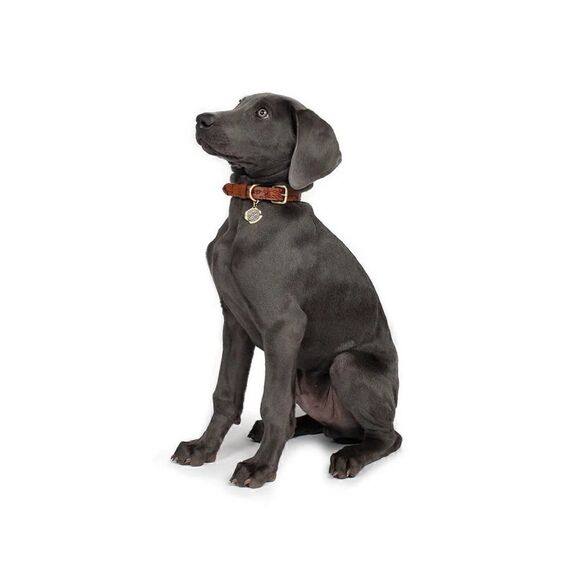 Patricia Nash Pet Collar Extra Small NWT - Picture 2 of 5